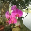 hoanglucssj55