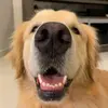 polenta_goldenretriever