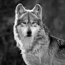 angie_happy_wolf