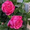 rose1_1509