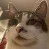 pcatsz
