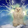 doge_motherrussia