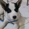 naly0305