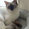 catthings101