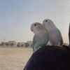 zozrah101