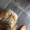 mia_thecat1