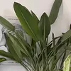 neonyra