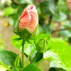 moclinh2325