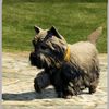 trevor200603