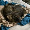 catturnbull1