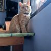 twinklegingercat