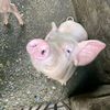 seema_magar11