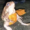 bread_crumbz1