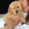 elvisthegolden_