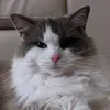 i_am_bob_the_cat