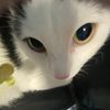 bambithepsychocat