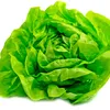 lechuga1002