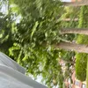 luismestrebbsita