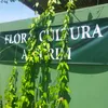 alecrimflorcultura