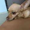 agatachihuahua