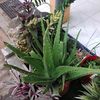 cahangonmbloromustiko1