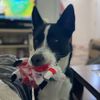 thepetcrew2