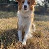 .kiwi_kiwi
