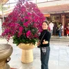 hangvjtt