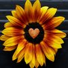 faithfulcorazon