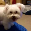 phoebe.jeebie