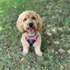 cockapoopuppyxx
