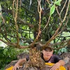 Tài Trần