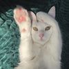 kittenkardashian