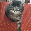 saramamma