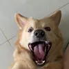wontonnoods