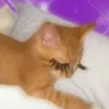 treyplays1_