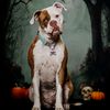 meeks_009
