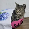 miau.de.gato.miau