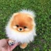 doghypehouse111