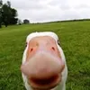kyn1sh
