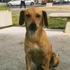 oscaramelos4