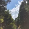 sinpson3