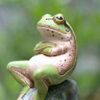 _frog123456789