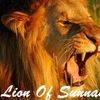 lion_of_the_sunnah