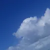 floofy.tiger
