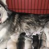 huskymama137