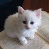 nktpsrr