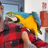 giorgio_sat