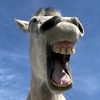 hife_223