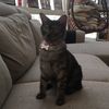 catrantine